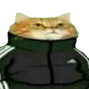 catswag