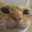 Catstare2 catstare2 Discord Emoji