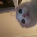 Catstare3 Discord Emoji