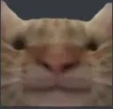swagcat_bruh