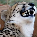cheelaugh Discord Emoji