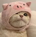 kittypiggy Discord Emoji