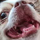 babbedewolf