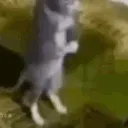 catpraying
