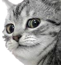 catconcern Discord emoji