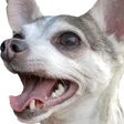 noahwDoggers