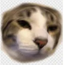 Cat Discord Emoji