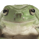 C Frog Discord Emoji