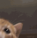 zzkitty Discord Emoji