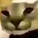 floppa floppa