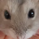 Korok