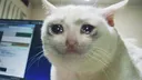 Sad Cat sad_cat Discord Emoji