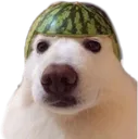 melondoggo melondoggo