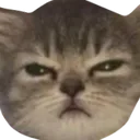 BruhCat