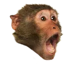 pogChimp