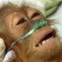 KO