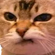 AngryCat