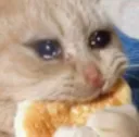 sadcateating