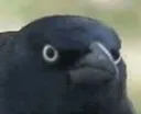 CrowOfJudgement