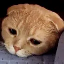 verysadcat