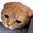 verysadcat