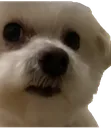 blizzyweirdchamp