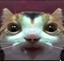 droolingcat