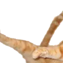 catjump1 catjump1