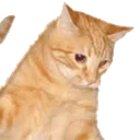 catjump2
