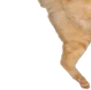 catjump3 catjump3