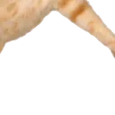 catjump4 catjump4