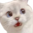wutcat wutcat