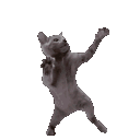Cat Dance cat_dance Discord Emoji