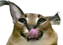 floppamlem
