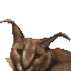 floppaears4