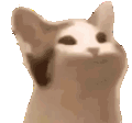 pop_cat
