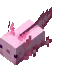 axolotl