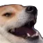 smug_doggo