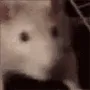 ratexcite