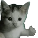 thummub thummub