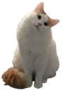 curiouscat