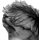 pain