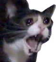 catCry Discord emoji