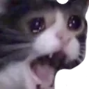 ccat ccat