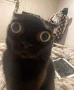 catstare