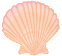 seashell