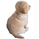 MA44_codm_angydog Discord emoji
