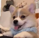 doghappy_ninja doghappy_ninja