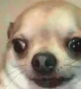 dogwtf_ninja dogwtf_ninja