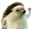 helluo